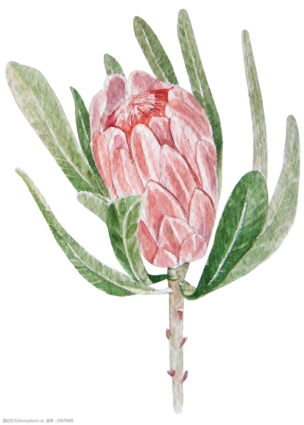 卡通帝罗花png透明素材