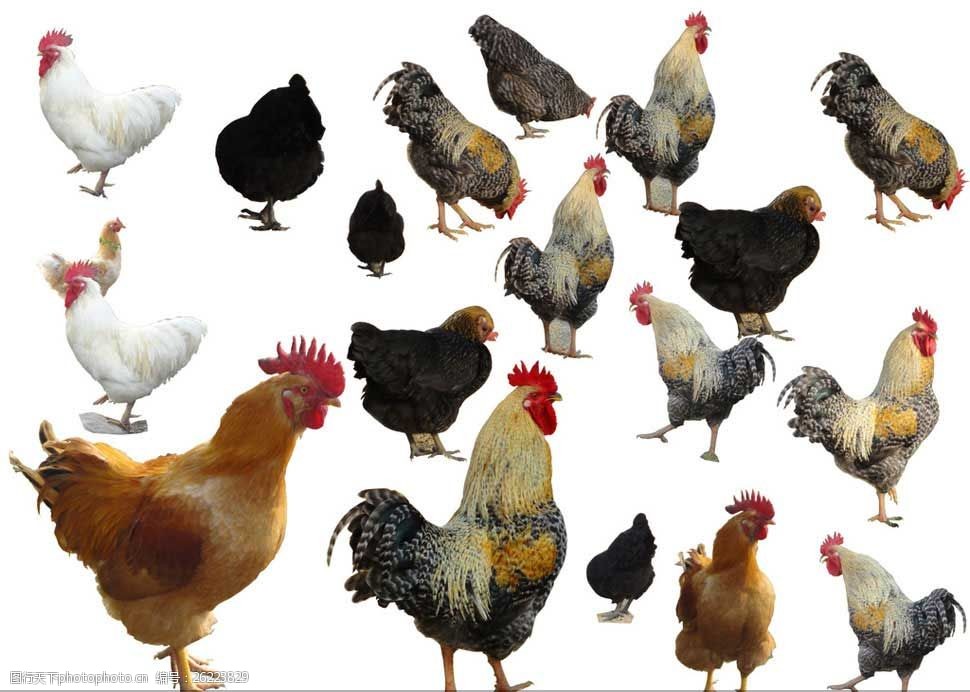 公鸡和母鸡等家禽等psd分层素材