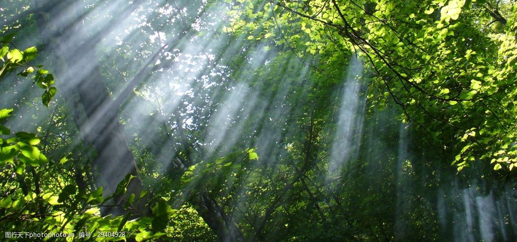 清新森林系banner背景