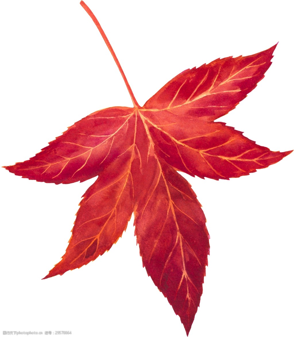 红色李子树叶图片图片