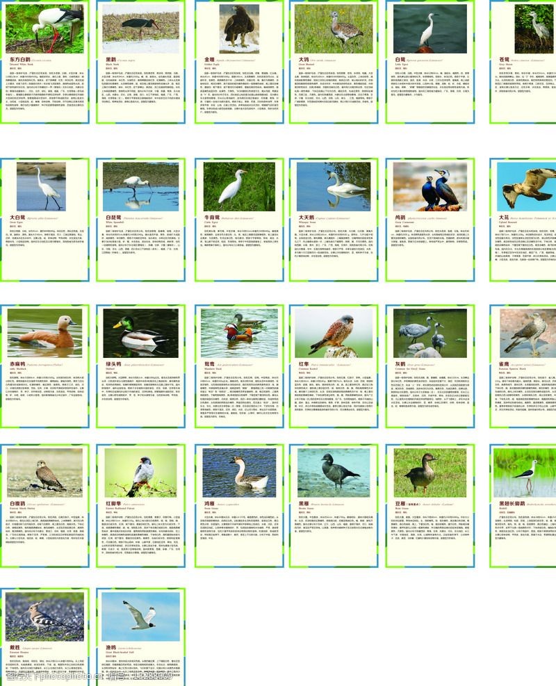 水鸟种类 名称图片