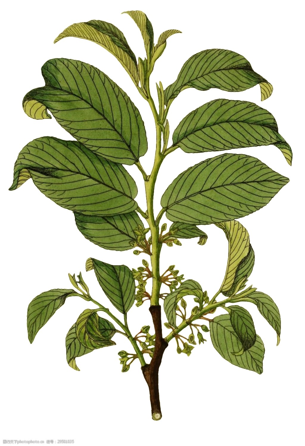 关键词:手绘一株绿色花枝透明植物素材 花蕾 绿叶 免扣素材 树枝 透明