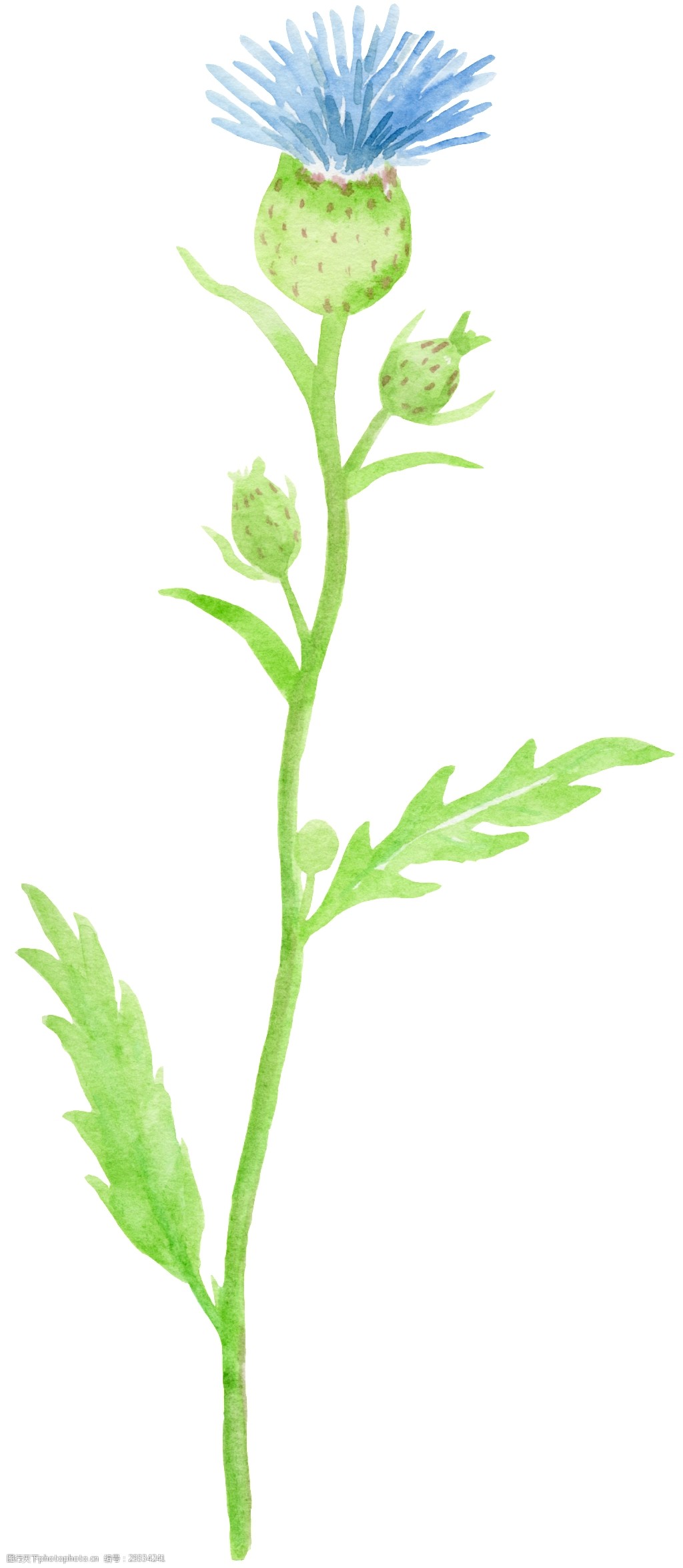 森系简约植物花卉透明装饰素材