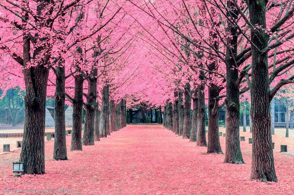 Fall Season In Korea 2024