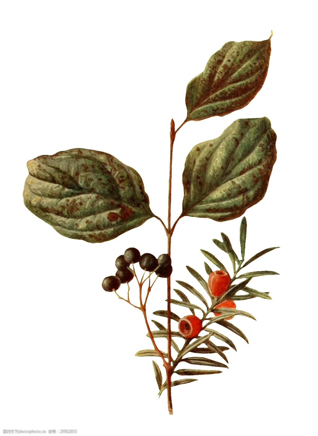 手绘野果植物透明装饰素材