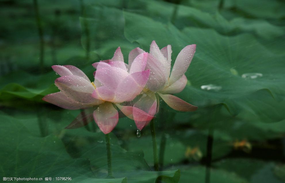 關鍵詞:二次曝光夏日荷花 二次 曝光 荷花 濮水 攝影 原創 自然景觀