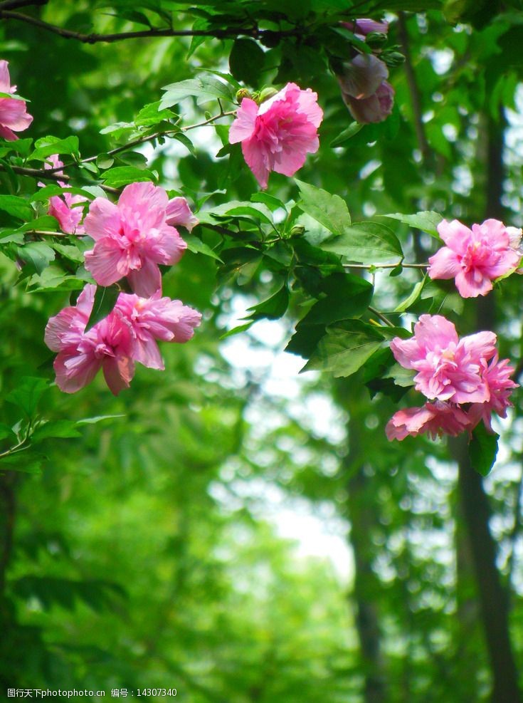 关键词:清新粉花 小清新桌面 高清摄影 风景 小美好 时光 花草摄影