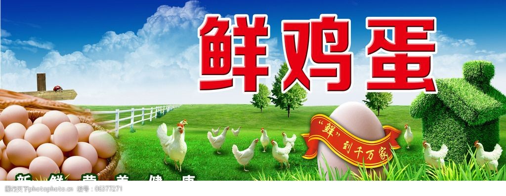 psd 超市 千图网 展板 鲜鸡蛋 海报 psd 原创设计 原创展板