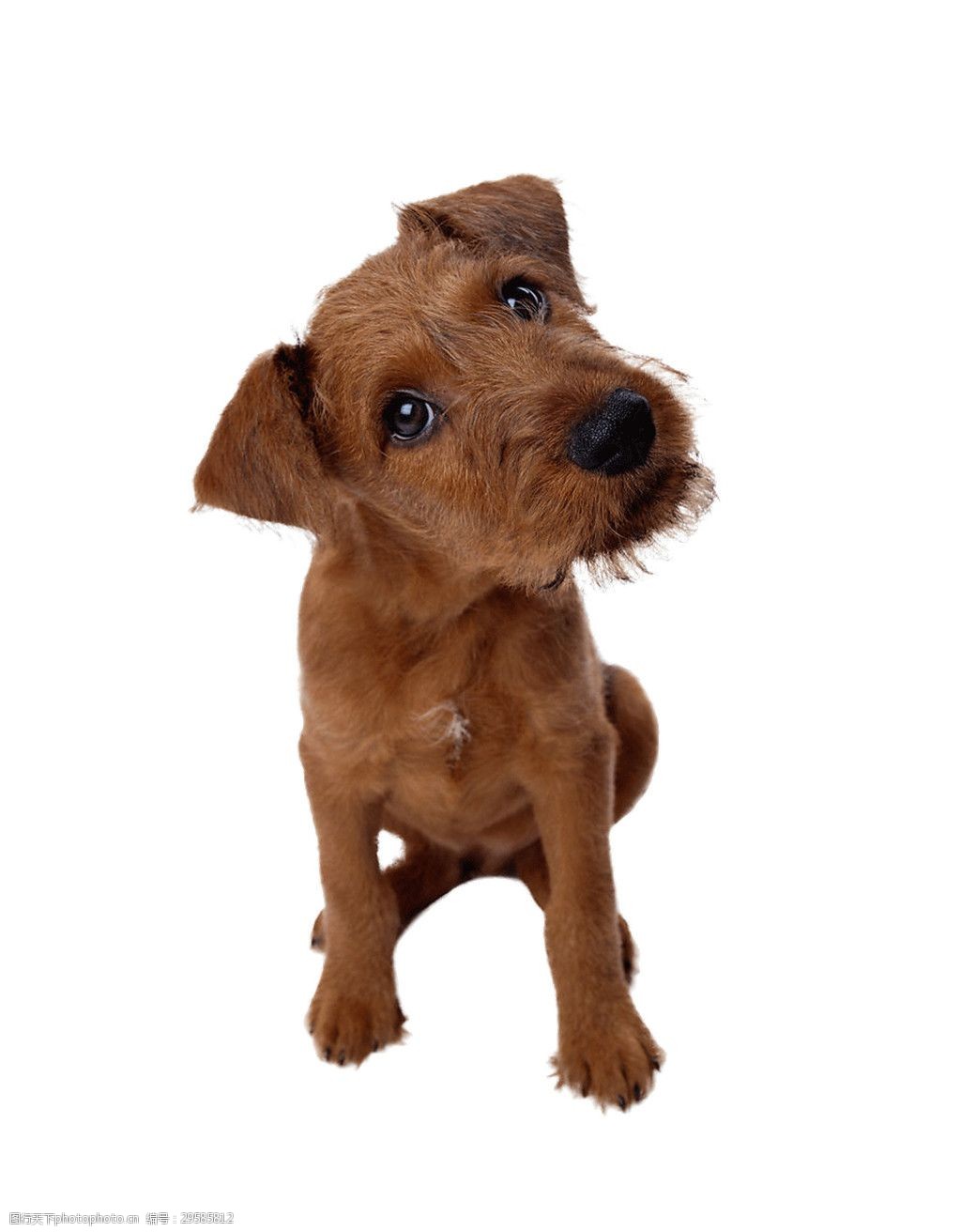 关键词:可爱褐色小型犬产品实物 产品实物 宠物狗 褐色小狗 生肖狗