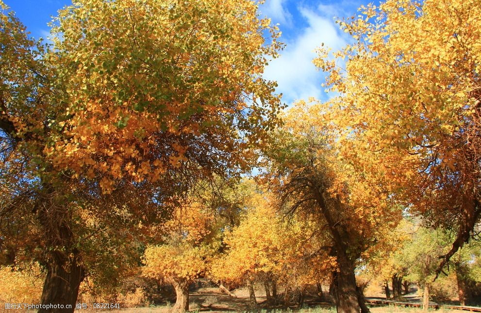 自然景观 风景名胜 关键词:胡杨林风景 胡杨林风光 沙漠里的树 胡杨林