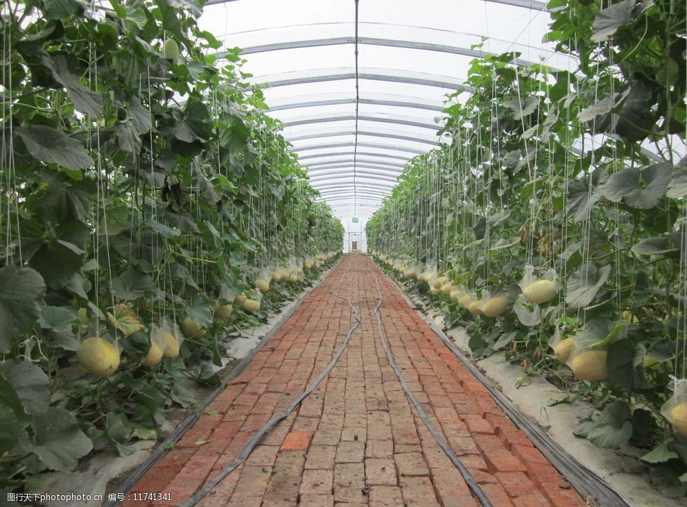 酸瓜生产大棚图片