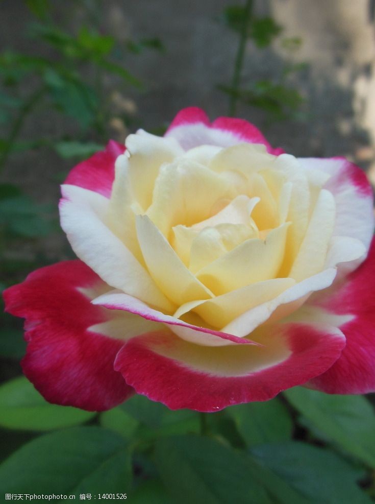 唯美月季花图片