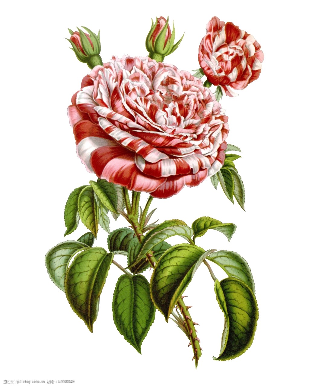粉色高清华丽复古彩绘花朵(49)