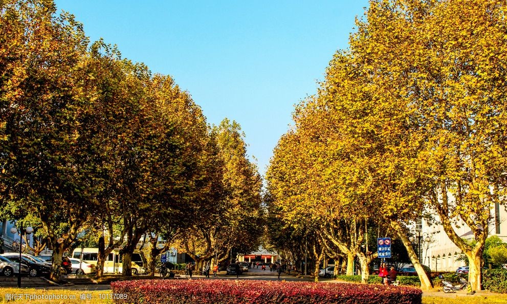 關鍵詞:校園風光 校園 景色 梧桐 南農 風光 攝影 旅遊攝影 國內旅遊