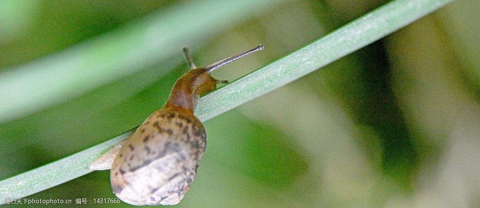 田園 蝸牛 努力 家 庭院 d800拍攝 攝影 生物世界 昆蟲 100dpi jpg