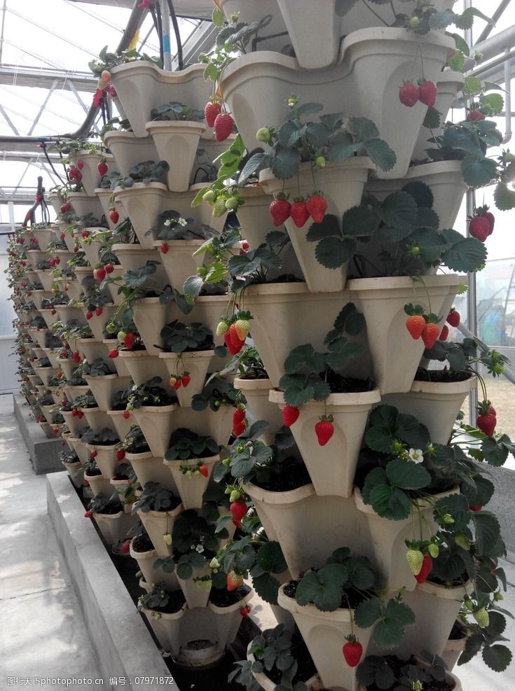 草莓架图片