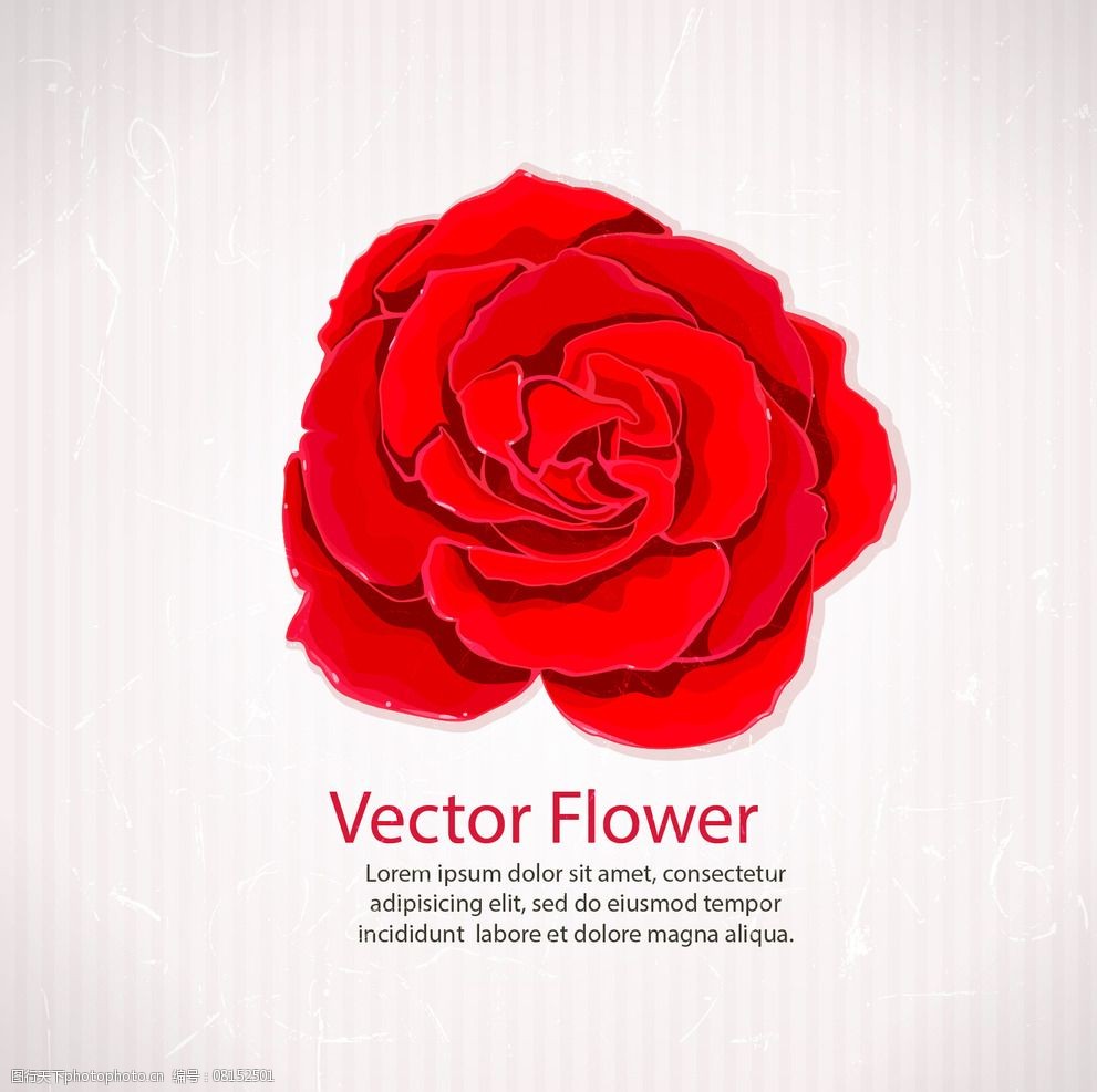 红色矢量玫瑰花团图片