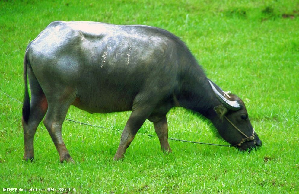 水牛耕牛牧牛