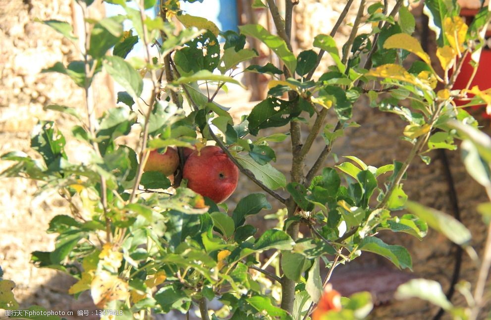 四姑娘山水果图片