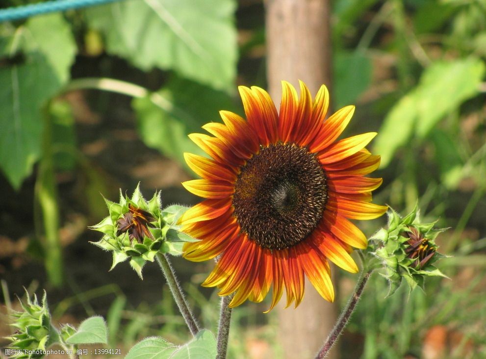 關鍵詞:向日葵 太陽花 植物 園林綠化 綠化景觀 觀賞 花草 花兒 花朵