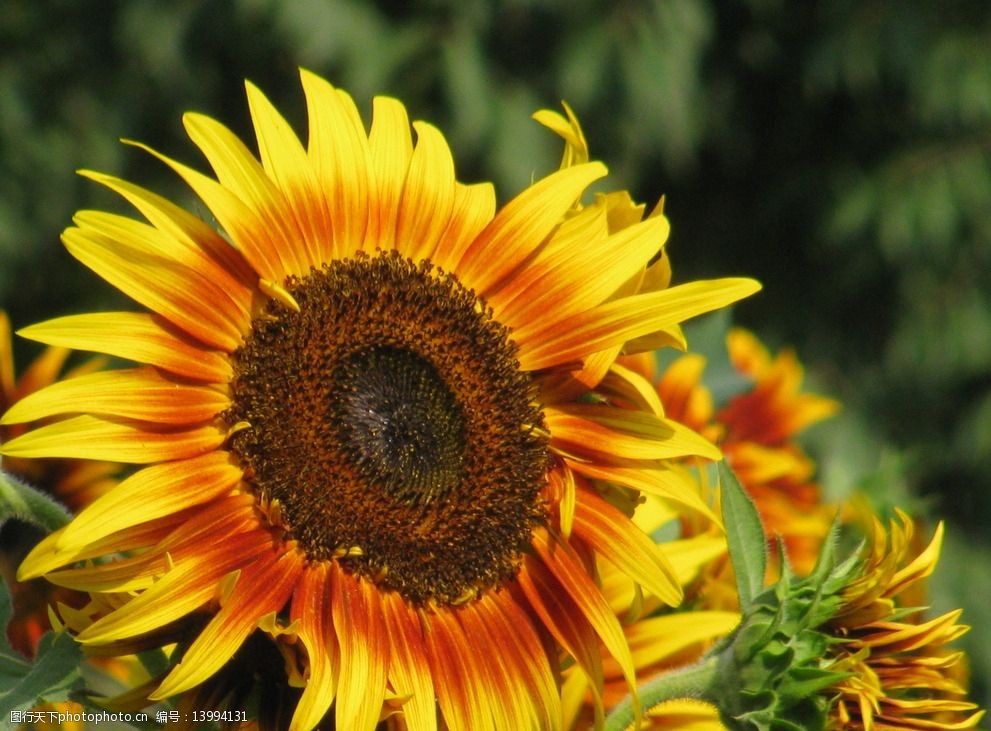 關鍵詞:向日葵 太陽花 植物 園林綠化 綠化景觀 觀賞 花草 花兒 花朵