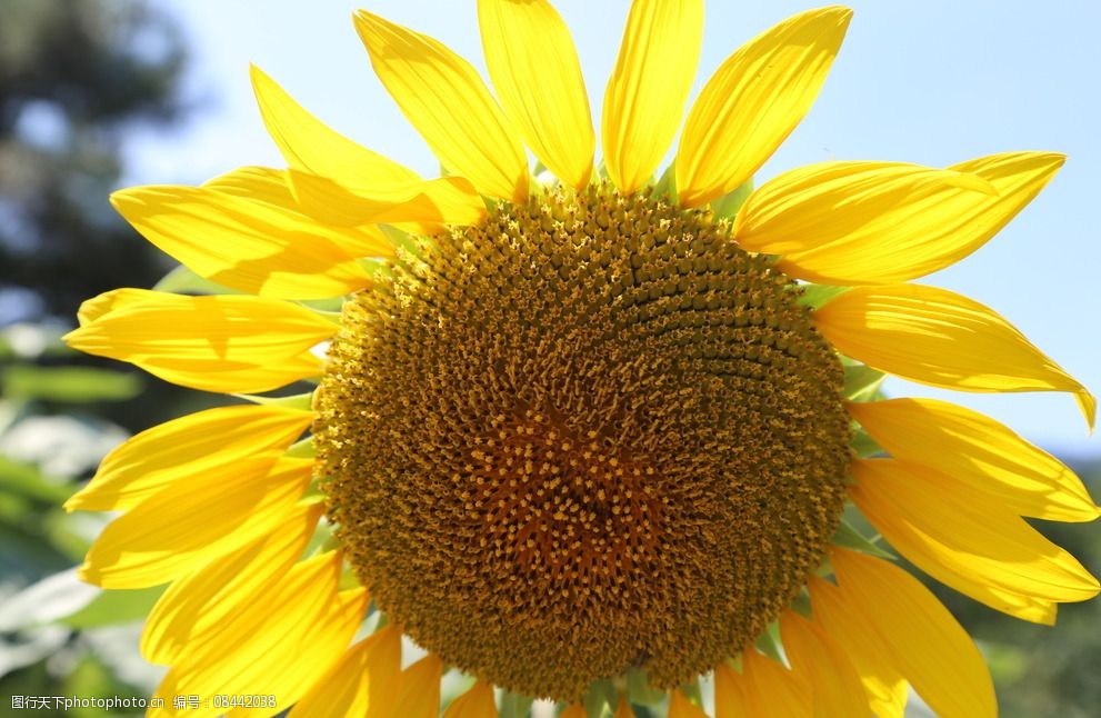 关键词:向日葵 太阳花 植物 园林绿化 绿化景观 观赏 花草 花儿 花朵