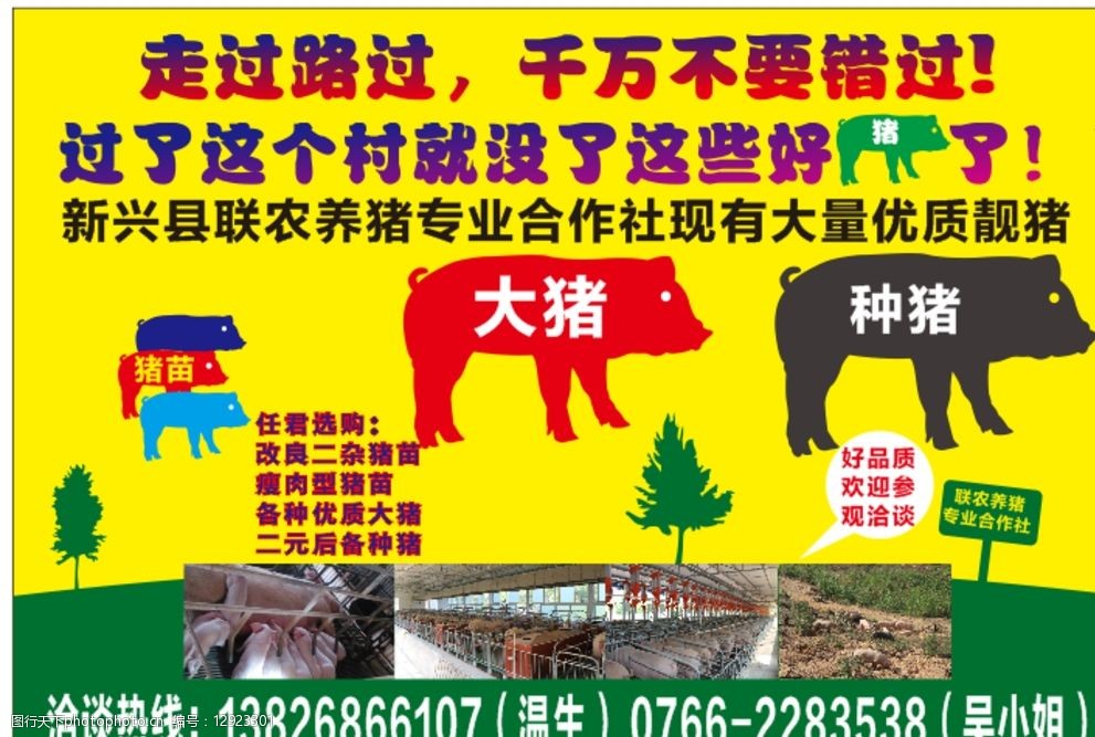 关键词:猪场 养殖猪 养猪海报 宣传广告 农场宣传 售猪 种猪 养殖业