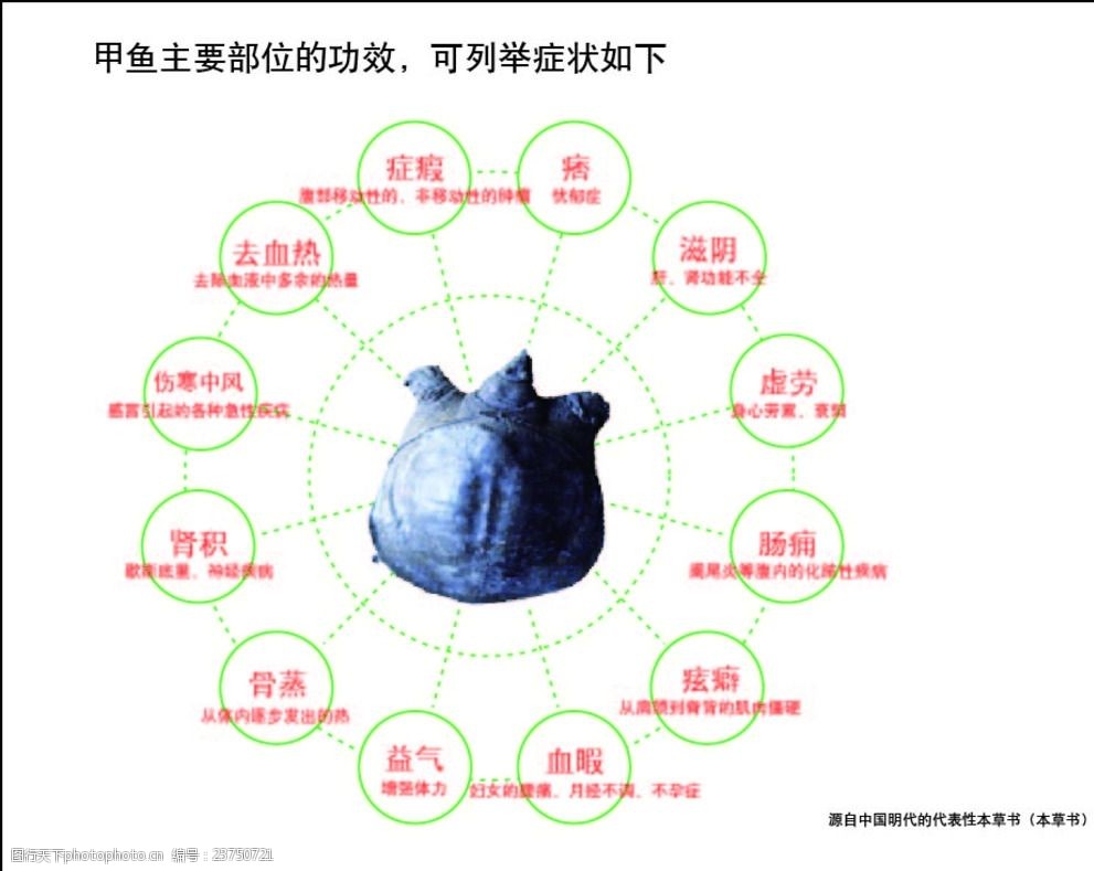 甲鱼主要部位的功效